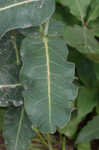 Clasping milkweed